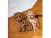 PoulaTo: Cute Poodle puppies